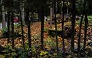 Juuri ostetun talon viemäreistä paljastui karmea totuus Kauniaisissa