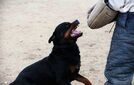 60-kiloinen rottweiler hyökkäsi lasten kimppuun – Isä puuttui peliin