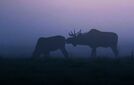 Suomalais­hirvien intiimi hetki villitsee maailmalla