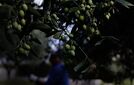 Kaikille tuttu elintarvike vaarassa