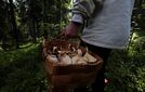 Sienestämään lähtenyt Sinikka näki harmaan puun ja tajusi asian, jota ei kehdannut kertoa miehelleen