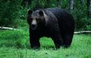 Karhu hyökkäsi päälle – Kaksi metsästäjää sairaalaan